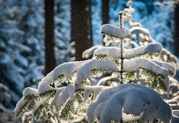 Snowfall 5909261 640