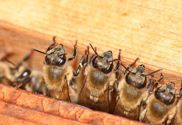 Honey Bee Workers Lined Up