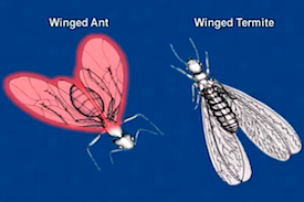 Pest Quest, Season 1, Episode 8: Stupid cockroach tricks, teeny tiny roomies and how crickets have music