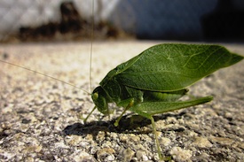 Pest Quest, Season 1, Episode 21: Opossum pocket nursery, wasp home improvement and I've been stung by a ....caterpillar!