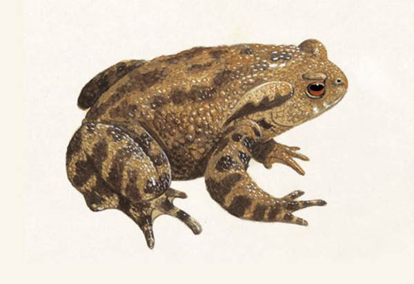 Common Toad 1200X675