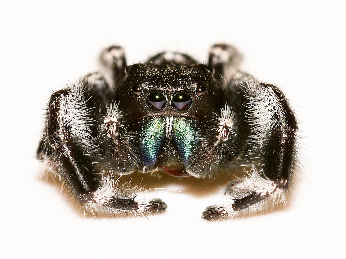 Spider Eyes