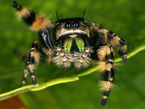 A spider displaying its multiple eyes