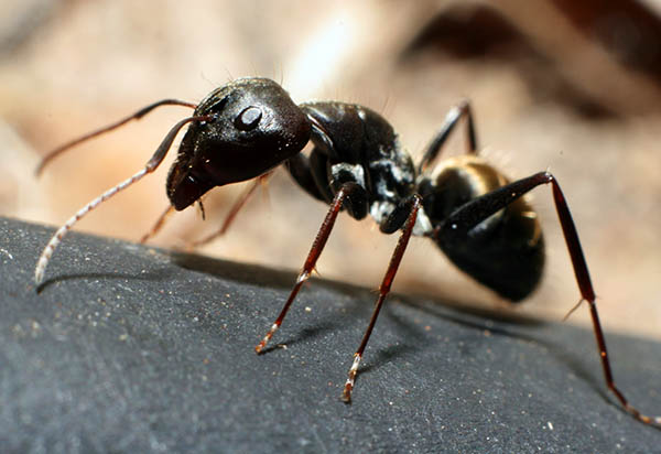 Pavement Ant