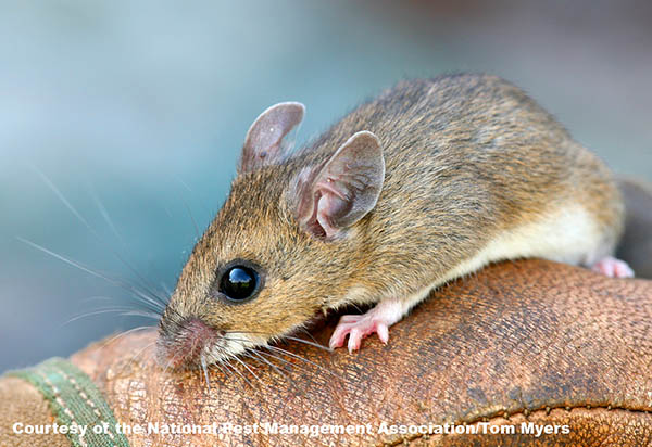 Deer Mouse 2