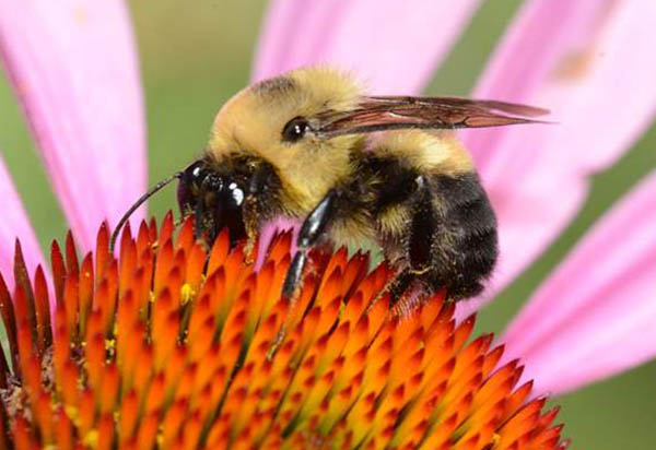 Bumble Bee And Flower 7