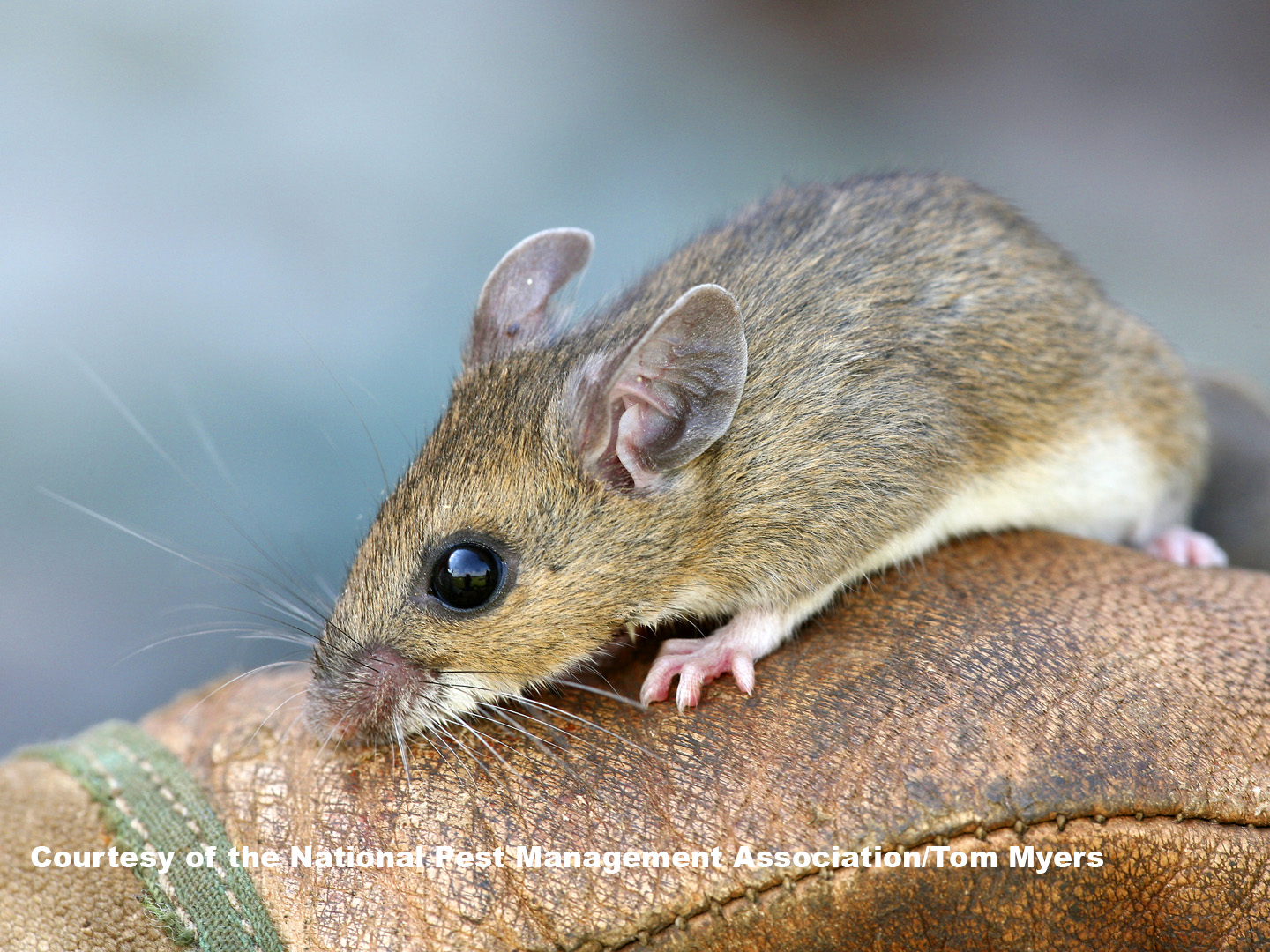 Mice Information for Kids House Mouse Facts for Kids