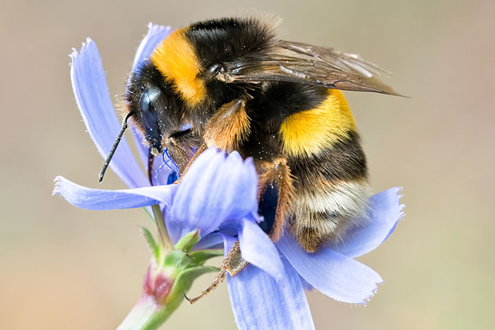 Queen popular Bee