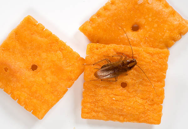 German Cockroach On Crackers Bug 0833