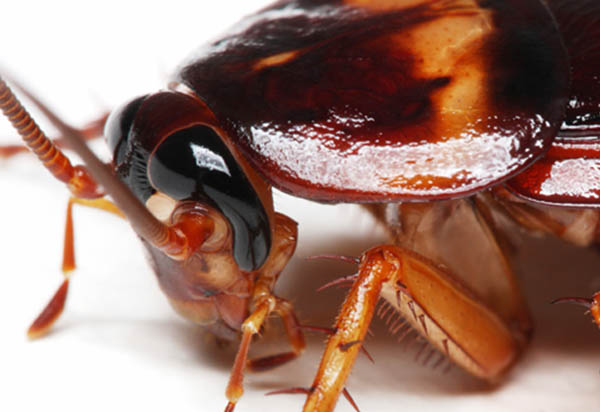 CU Cockroach