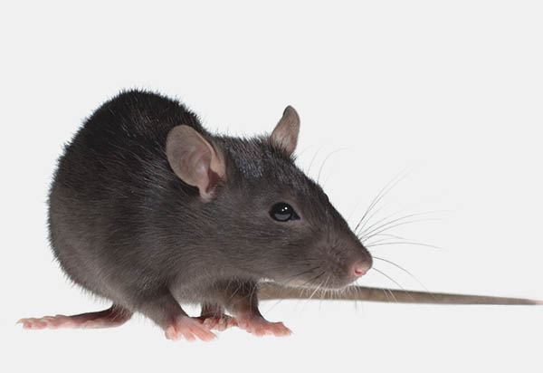 Roof Rat Istock 000005484522Large5b15d