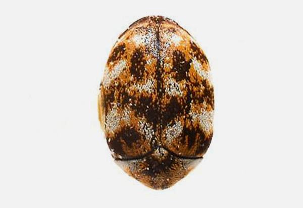 Carpet Beetle