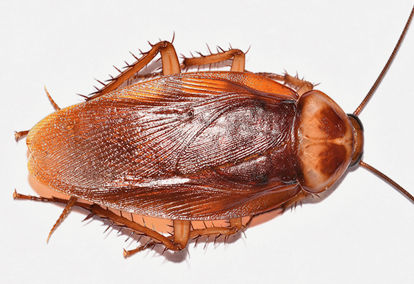 American Cockroach