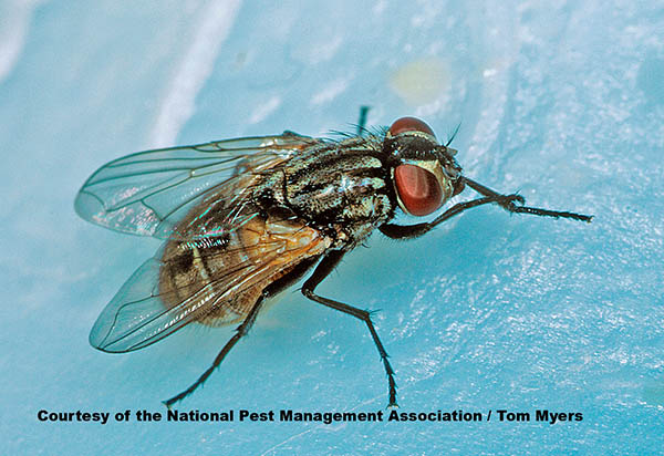 29 House Fly NPMA
