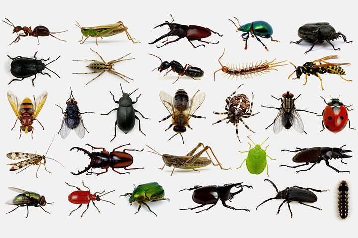What kind of bug discount