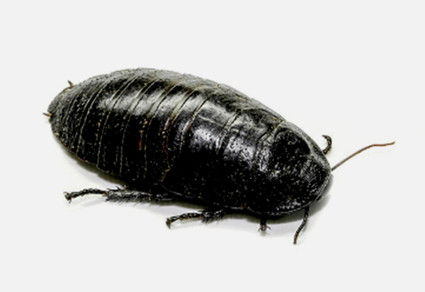 Giant Burrowing Cockroach