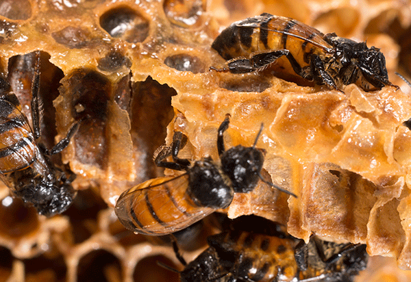 Screen Shot 2021 05 05 At 23517 Pm